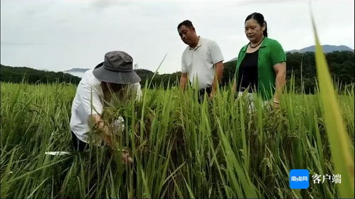 瓊中 農技人員深入一線，指導農戶開展生產自救，全力搶救珍稀山蘭稻