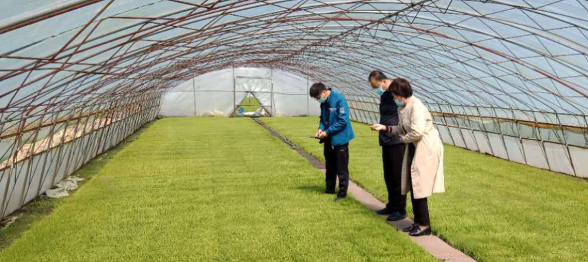 綏棱農(nóng)技“零距離” 服務(wù)下沉田間，科技賦能春耕