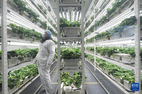 草莓小鎮(zhèn)迎來產(chǎn)銷旺季，農(nóng)業(yè)技術(shù)推廣助力產(chǎn)業(yè)升級(jí)